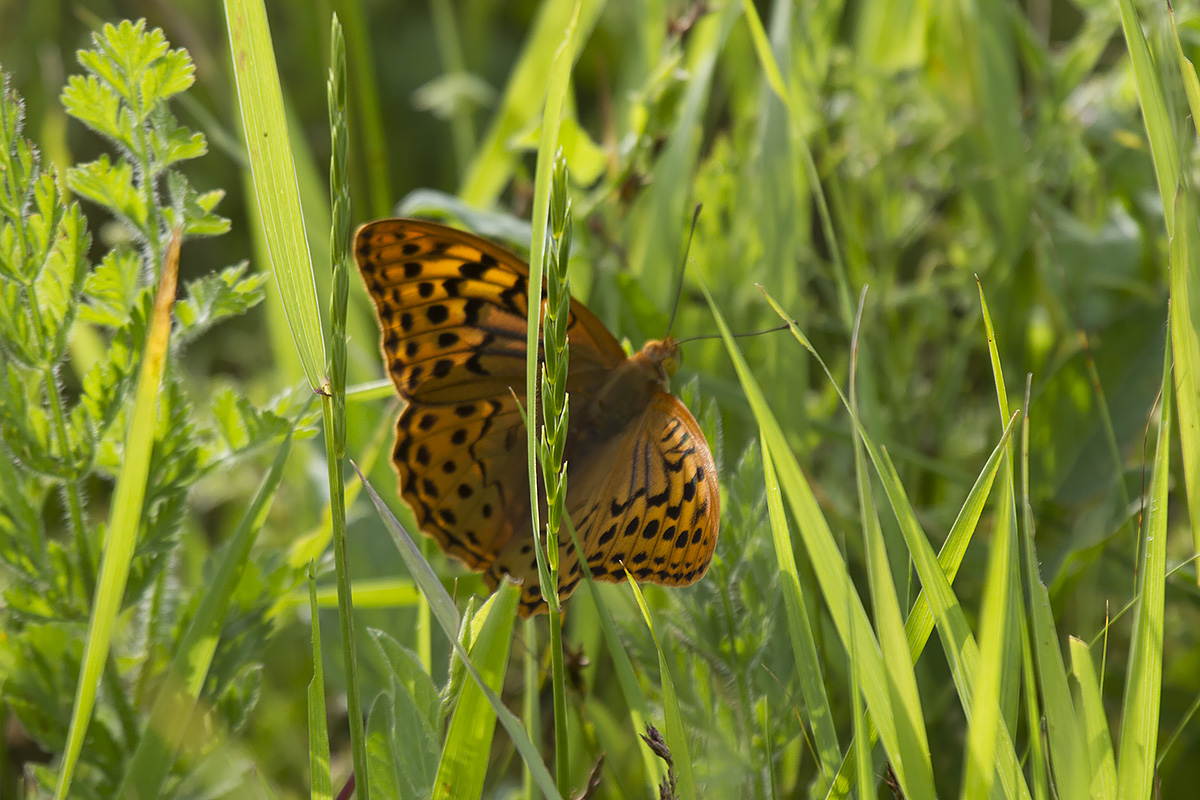 Argynnis